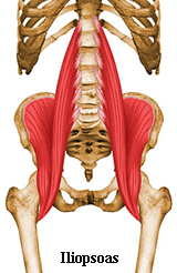 Snapping Hip - OrthoInfo - AAOS